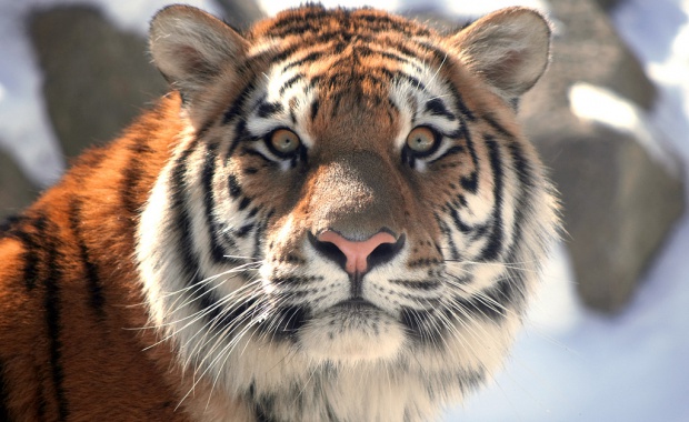 Thumbnail for - Банк ВТБ передаст WWF России пять миллионов долларов на сохранение редких кошек