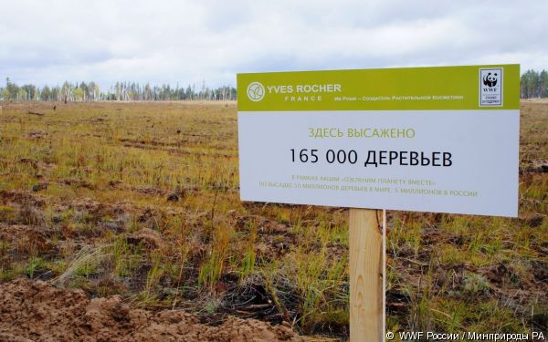 Thumbnail for - WWF России и Фонд Ив Роше восстанавливают лесные территории в Республике Алтай