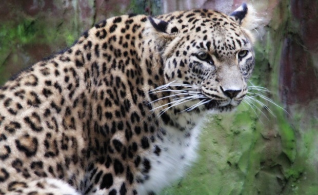 Thumbnail for - Компания Exness поможет WWF России вести мониторинг популяции переднеазиатского леопарда