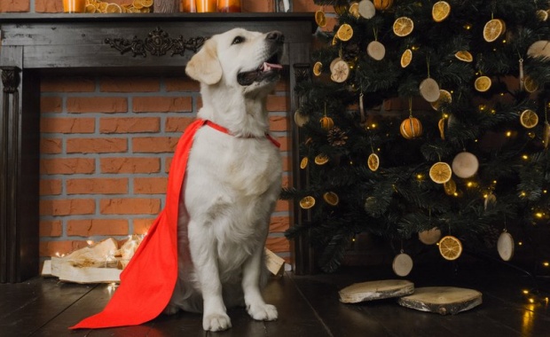 Thumbnail for - SELA запускает благотворительную акцию в поддержку кинологического центра по обучению собак-поводырей