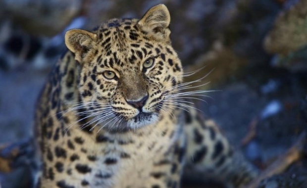 Thumbnail for - WWF России и ВТБ начали международный проект по сохранению редких кошачьих